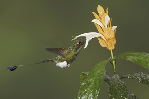 Booted Racket-tail (Ocreatus underwoodii), Ecuador