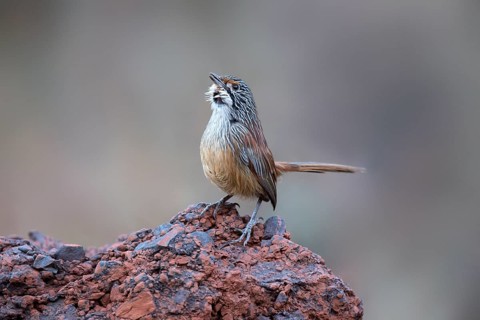 Striated Grasswren (Amytornis striatus whitei) singing from a rock, Western Australia, Australia