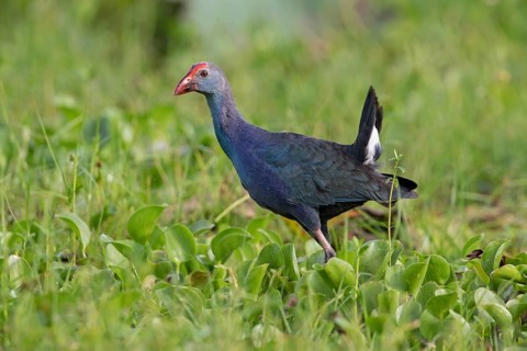 Grey-headed Swamphen (Porphyrio poliocephalus) foraging, Sri Lanka