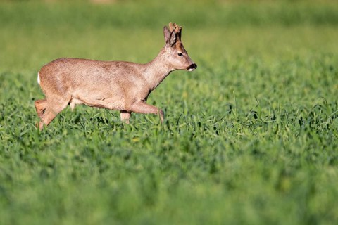Roebuck (Capreolus capreolus) in winter coat, Vechta, Lower Saxony, Germany
