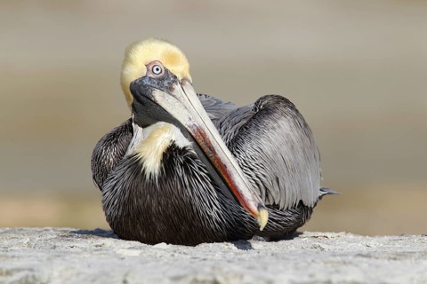 Brown Pelican (Pelecanus occidentalis), Florida, USA