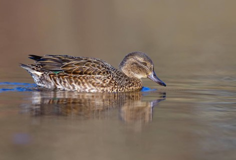 Green-winged Teal (Anas carolinensis) female, British Columbia, Canada