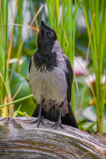An adult hooded crow (Corvus cornix), sits on a branch in a garden pond