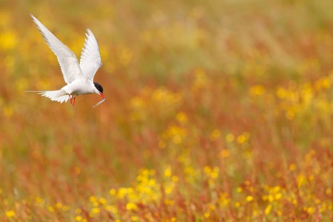 Arctic Tern (Sterna paradisaea) flying over flowering meadow, Iceland