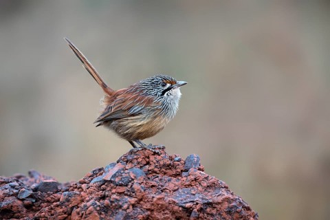 Striated Grasswren (Amytornis striatus whitei) perched on a rock, Western Australia, Australia