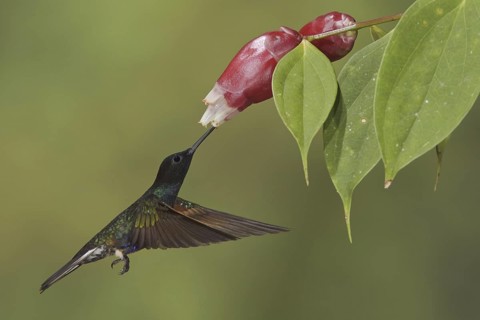 Velvet-purple Coronet (Boissonneaua jardini), Ecuador