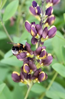 Dyer's pod (Baptisia 'Dutch Chocolate')