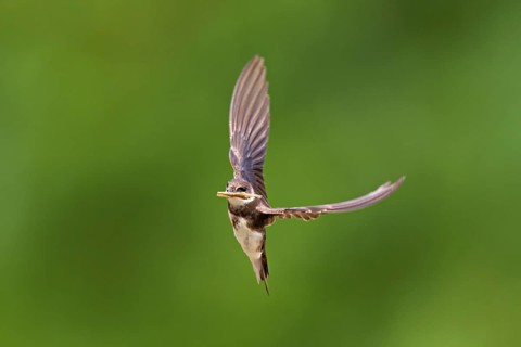Sand martin (Riparia riparia), in flight with nesting material in its beak, Reussegg nature