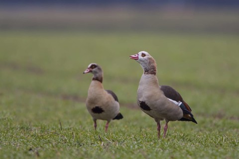 Egyptian Goose (Alopochen aegyptiaca) pair, North Rhine-Westphalia, Germany