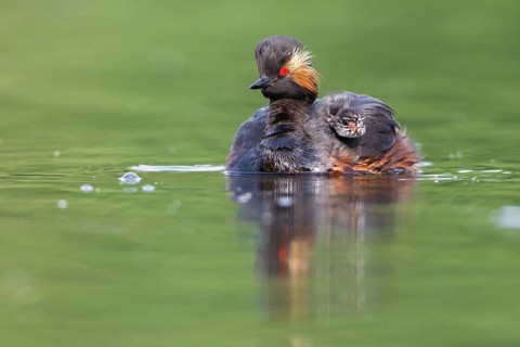 Podiceps nigricollis