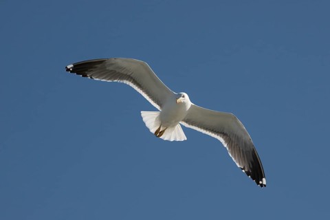 Herring Gull (Larus argentatus) in flight, North Friesland, Schleswig-Holstein, Germany
