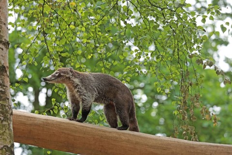 White-trunked coati (Nasua narica) Captive