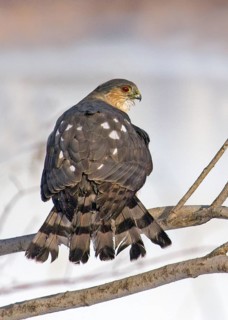 Sharp-shinned Hawk (Accipiter striatus), Saskatchewan, Canada