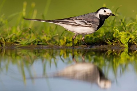 White wagtail, (Motacilla alba), animals, birds, family of wagtails and pipits, Beindersheim, Bad