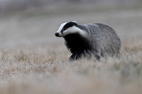 European badger (Meles meles), Bitburg, Rhineland-Palatinate, Germany