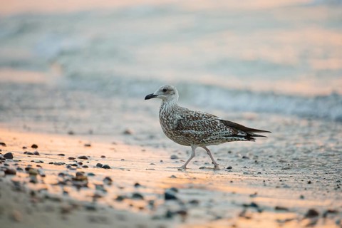 Juvenile herring gull (Larus argentatus) walking along the wet sandy shoreline in soft evening