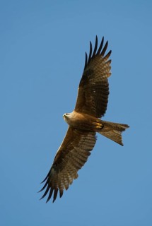 Black Kite (Milvus migrans) flying, Mecklenburg-Western Pomerania, Germany
