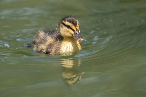 Mallard duck (Anas platyrhynchos) juvenile baby duckling bird on the water of a lake in summer,