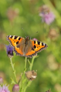 Small tortoiseshell (Aglais urticae), sitting on a thistle flower (Cirsium arvense), Wilnsdorf,