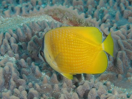 Sunburst Butterflyfish (Chaetodon kleinii)