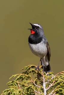 White-tailed Rubythroat - Bergrubinkehlchen - Calliope pectoralis ssp. ballioni, Kazakhstan, adult