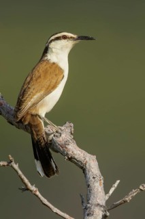 Bicolored Wren (Campylorhynchus griseus) perched on a branch in the grasslands of Guyana