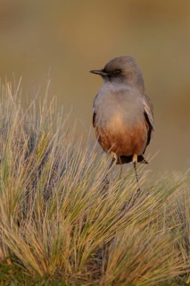 Chocolate-vented Tyrant (Neoxolmis rufiventris) perched on a grassy clump in Patagonia