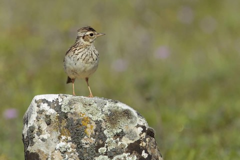 Woodlark (Lullula arborea), Andalusia, Spain