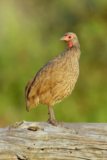 Swainsons Frankolijn zittend op boomstronk, Swainson's Spurfowl sitting on tree