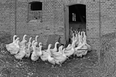 Domestic geese (Anser anser) return to the barn in the evening, Gut Othenstorf organic farm,