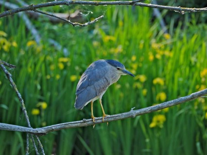 Night heron (Nycticorax nycticorax)