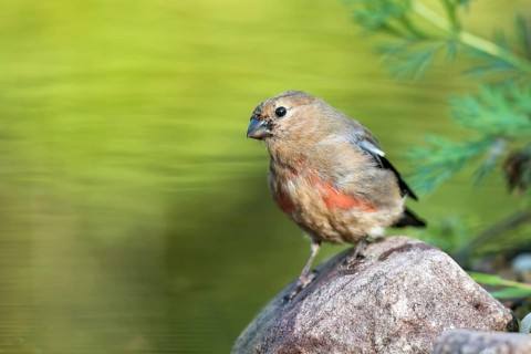 Eurasian Bullfinch (Pyrrhula pyrrhula) young male at a small stream, Mecklenburg-Western Pomerania,