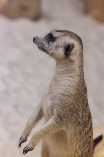 Meerkat (Suricata suricatta) at the Chattanooga Zoo in Chattanooga, Tennessee