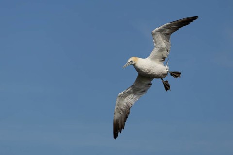 Northern gannet (Morus bassanus) adult seabird bird in flight in summer, RSPB Bempton cliffs nature