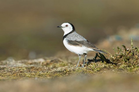 White-fronted Chat (Epthianura albifrons) male, Victoria, Australia