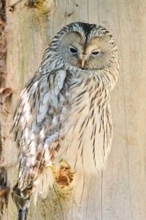 Ural owl (Strix uralensis) sitting on a branch in a forest, Bavaria, Germany