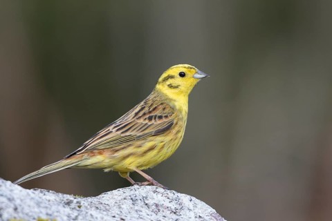 Yellowhammer - Goldammer - Emberiza citrinella ssp. citrinella, Germany, adult male