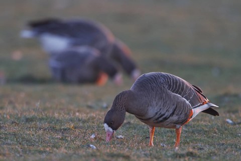 Greater White-fronted Goose (Anser albifrons) foraging, North Rhine-Westphalia, Germany