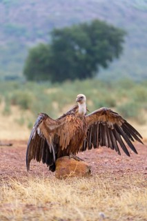 Gänsegeier, Eurasian Griffon Vulture, Griffon Vulture, Eurasian Griffon, Gyps fulvus, Vautour