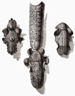 Mittelalterlicher Chanfron zum Schutz des Pferdegesichts, 16.