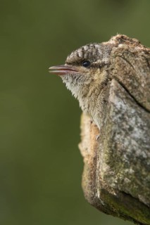 Eurasian Wryneck (Jynx torquilla) juvenile, Saxony, Germany