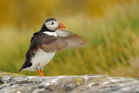 Atlantic Puffin (Fratercula arctica), Farne Island, United Kingdom