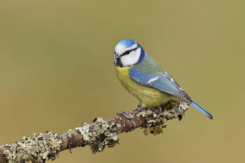 Blue tit (Parus caeruleus), sitting on a branch overgrown with lichen, Wilnsdorf, North