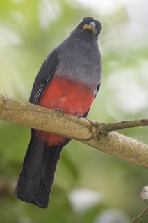 Choco Trogon (Trogon comptus) female, Rio Silanche, Ecuador