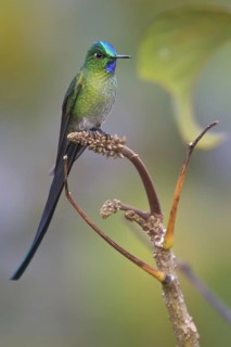 Long-tailed Sylph (Aglaiocercus kingii), Abra Patricia Protected Area, Peru