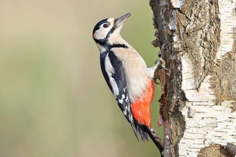 Great spotted woodpecker (Dendrocopus major), male, foraging on the trunk of a common birch (Betula