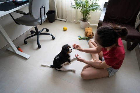 A young woman in a bright room trains her Cavalier King Charles Spaniel puppy at home, using
