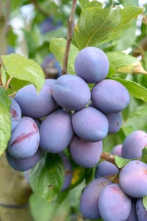 Plum (Prunus domestica 'President'), LVG Erfurt, Federal Republic of Germany
