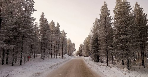 A serene winter scene, showcasing a snowy road meandering between rows of frost-covered pine trees