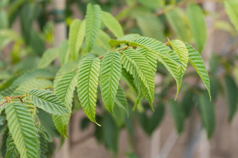 Zelkova carpinifolia (Zelkova carpinifolia), LVG Erfurt, Germany